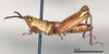CollectionObject 1578578; be4dc4c2-a8d2-45ed-bc79-70358ef12099: male, lateral view (paratype). (CollectionObject).