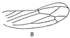 Forewing: forewing. (Observation).