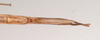 CollectionObject 1558845; NHMUK(SF IMPORT DUPLICATE) 845064, cd03d598-1739-4d2f-83fa-f6208436612e: copyright Natural History Museum, London. female: end of abdomen, ventral view (holotype). (CollectionObject).