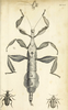 CollectionObject 1558786; 4e0ae4b5-258e-4331-bbe1-dbfa1650c1d0: from original publication (Macleay 1826). female (holotype). (CollectionObject).