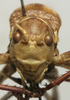 CollectionObject 1535926; 6fd97b92-1c9c-471a-8d24-af4025f52d78: male nymph, face (allotype). (CollectionObject).