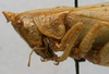 CollectionObject 1535039; ccdfea7a-6a88-4181-9c2e-433e20e4afce: female head and pronotum, lateral view (lectotype). (CollectionObject).