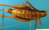 CollectionObject 1502048; 4a9d7bf4-4c2f-4f2f-b804-fdc5ab079146: female, dorsal view. (CollectionObject).