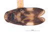 Habitus, dorsal view on Conbalia colombiensis Nielson, 1979: (Observation).