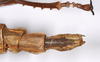 CollectionObject 1559887; 74134ed5-ba71-4aea-98fd-17ae53c90090: copyright ZMHB, Berlin. female: end of abdomen, ventral view of synonym Monandroptera parallela (holotype). (CollectionObject).