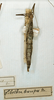 CollectionObject 1559335; 26e0e93c-4c32-4a08-a6ae-046d360d295d: copyright MNHN, Paris. female (holotype). (CollectionObject).