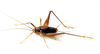 CollectionObject 1579386; f992fd05-144e-49b9-9ce6-cf6e29917835: adult male (Parque Nacional do Iguaçu (Iguaçu National Park), Brazil). (CollectionObject).