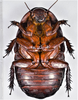 CollectionObject 1618737; ca74d7e6-6d5c-444b-8e33-c3bfbf416cde: (CollectionObject).