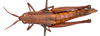 CollectionObject 2706261; CNMS 164, fe229550-28c8-486b-b368-3ce8fb511cf1, CNMS 164: dorsal view. female (paratype). (CollectionObject).