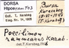 CollectionObject 1507210; d66b426e-5cf6-456d-b4da-f7addc016878: labels (Poecilimon rammeanus). (CollectionObject).