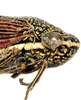 Head: Head and thorax in lateral view. Mexico, Mexico City, OSAC. (Observation).