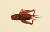 CollectionObject 2066765; NHMUK015982397, b42f9fbd-5ef0-4417-81ac-c06f76d79d8e: female, dorsal view (paratype). (CollectionObject).