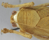 CollectionObject 1541604; 9d7c23b1-3480-491f-91cf-035500c57ceb: female pronotum dorsal (paratype). (CollectionObject).
