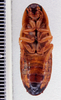 Colapteroblatta apatela (Hebard, 1919): Photo by Heidi Hopkins. ventral habitus. (Otu).