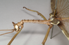 CollectionObject 1576835; NHMUK(SF IMPORT DUPLICATE) 844945, 541fb8a5-fc52-4df2-81cc-0c45a4124a2f: copyright Natural History Museum, London. male of synonym Haplopus ligia: head and thorax, lateral view (syntype). (CollectionObject).