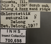 Other: !! display not done !! on Chlorotettix suturalis DeLong, 1916: Labels. (Observation).