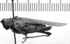 CollectionObject 1535574; 957f3e9b-0880-4f31-af16-87bc58bbfd97: Image Carbonell, C.S. female, lateral view (holotype of Ommexecha coerulans). (CollectionObject).