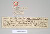 CollectionObject 1557469; NHMUK(SF IMPORT DUPLICATE) 844511, 44ef6d1e-27af-4490-bf98-e8d7ad2f9ad5: copyright Natural History Museum, London. female of synonym Bostra lobata, data labels (holotype). (CollectionObject).