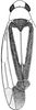 Habitus, dorsal view on Edwardsiana geometrica (Schrank, 1801): Habitus. (Observation).