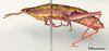 CollectionObject 1580361; 1d499c4d-5bf8-4518-a9d2-7b9878949374: female, lateral view (paralectotype). (CollectionObject).