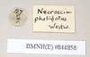 CollectionObject 1562088; NHMUK(SF IMPORT DUPLICATE) 844858, d6f3747a-eaec-4adb-b88f-f88fe7660782: copyright Natural History Museum, London. male, data labels [round label reveresed] (syntype). (CollectionObject).