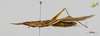 CollectionObject 2273001; 18094257-ca7a-4177-8444-bc9707923d41, Unioeste Cascavel K-1255: Female, lateral view. (CollectionObject).