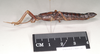 CollectionObject 1557072; NHMUK(SF IMPORT DUPLICATE) 845249, d89acbe1-ff80-426a-ad9f-56a614126646: copyright Natural History Museum, London. female, lateral view of Anisomorpha paromalus (paralectotype). (CollectionObject).