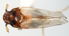Habitus, dorsal view: !! display not done !! on Pissonotus binotatus Spooner, 1912: (Observation).