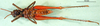 CollectionObject 1566287; de715f4e-805d-4407-8c64-2ba15977494f: female, ventral view (paratype). (CollectionObject).