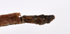 CollectionObject 1590097; af7e167e-363e-429a-845b-30938c26dd53: copyright MNHN, Paris. male: end of abdomen, dorsal view (holotype). (CollectionObject).