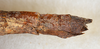 CollectionObject 1557657; USNM(SF IMPORT DUPLICATE) 6979, 77c18e84-e2f7-4abf-824c-6ae28f636772: copyright USNM, Washington. (CollectionObject).