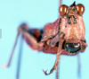 CollectionObject 1572877; f5e1c843-cf40-4b28-887f-7a76a5b3920b: male, frontal view (paralectotype). (CollectionObject).