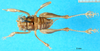 CollectionObject 1500216; fd4d5b90-ec38-47db-878d-60eb570bd3cf: female, dorsal view (lectotype). (CollectionObject).