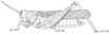 Eucoptacra anguliflava (Karsch, 1893): Page 101, Figure 1. female habitus. (Otu).