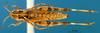 CollectionObject 1565652; 1a1186fb-dbef-4b1b-b7a9-7456ebc56fd3: female, dorsal view (paratype). (CollectionObject).