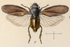 Habitus, dorsal view on Neaenus (Neaenus) varius Fowler, 1897: (Observation).