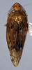 Habitus, dorsal view: (Observation).