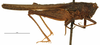 CollectionObject 1521864; OUM 701 1/5, 82cb45f6-effe-4ea2-a523-46f81cb8ef21: female, lateral view (syntype of Acanthalobus longinotus). (CollectionObject).