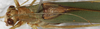 CollectionObject 1532999; ecca8201-7d9b-45dd-aeee-09f71d41b6b2: male, dorsal view. (CollectionObject).