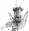 CollectionObject 1524876; d4517783-35ba-460a-ba04-7d91ab1c1671: female, frons (holotype). (CollectionObject).