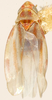 Habitus, dorsal view on Erythridula harpax (Beamer, 1930): Habitus (holotype, KSEM collection). (Observation).