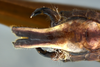 CollectionObject 1593124; 22755969-cfef-4a9f-814a-69618a9d7863: male terminalia, ventral view. (CollectionObject).