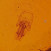 Aedeagus, dorsal view: (Observation).