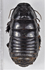 CollectionObject 1618754; 79dca6e4-27d4-477c-aeb1-1977485ddc5b: (CollectionObject).