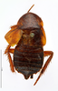 Hebardina ugandana (Giglio-Tos, 1907): CC BY-NC-ND 4.0/MNHN - Depraetere Marion - 2014. Type, female, of benardi Chopard, 1921. Specimen number: MNHN-EP-EP948. http://coldb.mnhn.fr/catalognumber/mnhn/ep/ep948. (Otu).