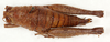 CollectionObject 1499631; c6973753-4634-4141-9904-371319541682: female, dorsal view (allotype). (CollectionObject).