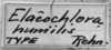 CollectionObject 1533406; ac436768-3a08-4dba-b7ae-e460c918db05: Image Carbonell, C.S. label (holotype). (CollectionObject).