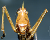 CollectionObject 1541564; 89cb384f-9f88-47e8-9b21-47cf476f22ed, MNHN3225814: female, frontal view. (CollectionObject).