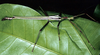 Parapodacanthus hasenpuschorum Brock, 2003: copyright Paul D. Brock. male, Australia: north Queensland, Garradunga, Nr Innisfail. (Otu).
