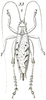 Paroecanthus mexicanus Saussure, 1859: Pl. VIII, Fig. 33. female, dorsal view. (Otu).